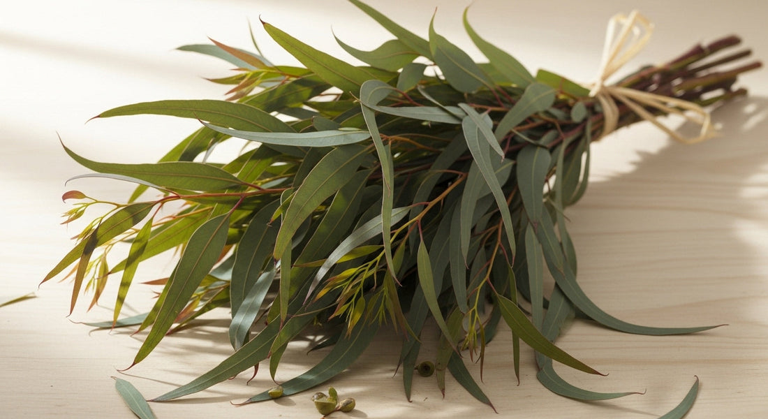 Eucalyptus Oil: Unlocking the Benefits for Your Sauna Session